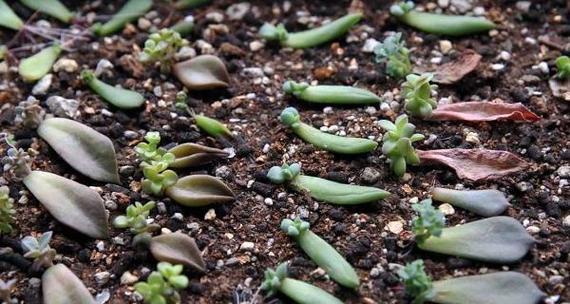 多肉植物如何发芽？发芽过程中常见的问题有哪些？
