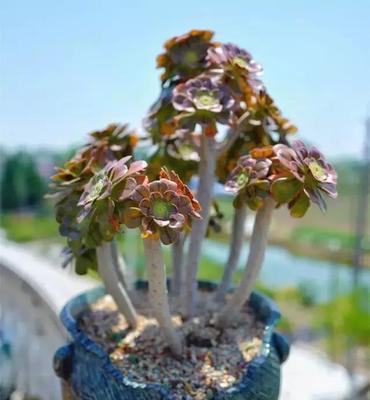 多肉法师的花语象征是什么？它的寓意有哪些常见问题？
