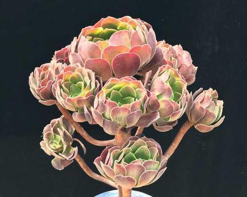 多肉法师的花语象征是什么？它的寓意有哪些常见问题？