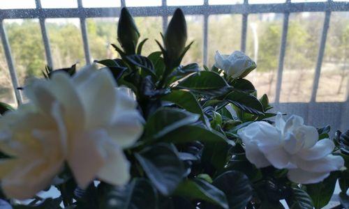 栀子花代表什么意思？它的花语和象征意义是什么？