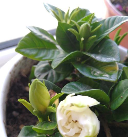 栀子花代表什么意思？它的花语和象征意义是什么？