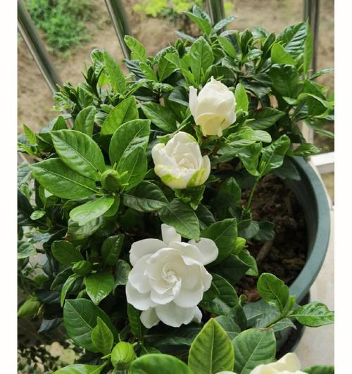 栀子花的花语是什么？如何养护栀子花？