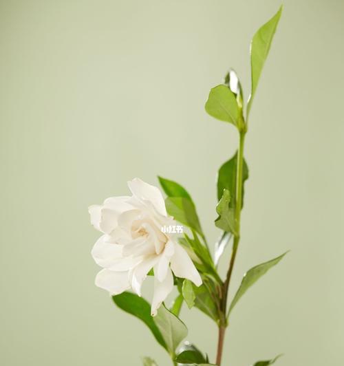 栀子花的花语是什么？如何养护栀子花？