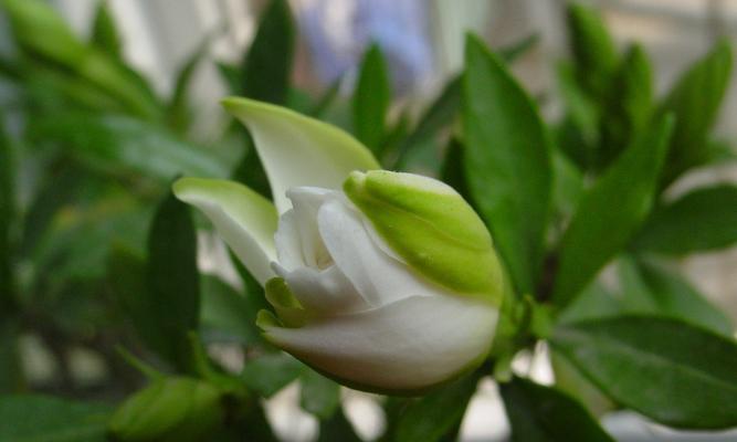 栀子花的花语是什么？如何养护栀子花？