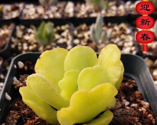 多肉植物真的能防辐射吗？它们是如何吸收辐射的？