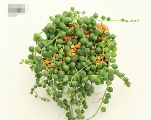 如何养殖多肉佛珠？养殖过程中应注意哪些问题？