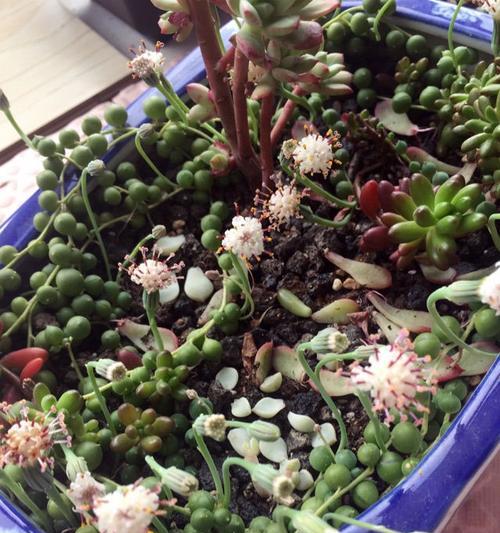 多肉佛珠开花吗？开花寓意有哪些？