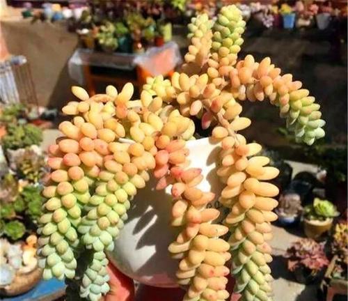 多肉佛珠开花吗？开花寓意有哪些？