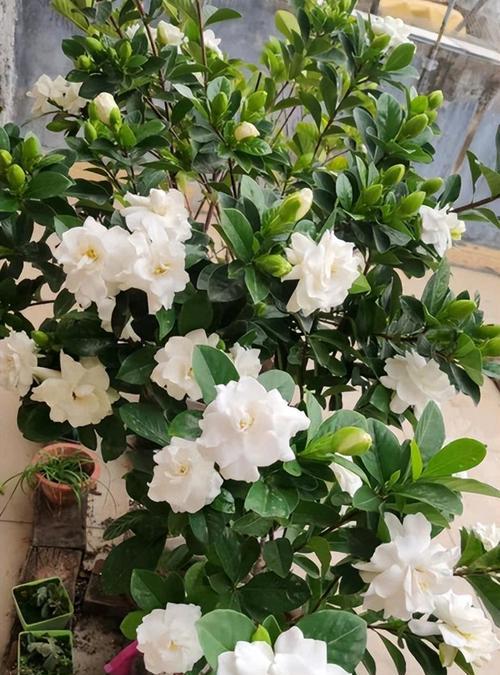 栀子花花语怎么养？如何正确养护以保持其美丽含义？