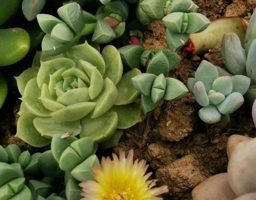 多肉植物刚种植后需要立即浇水吗？多久浇一次合适？