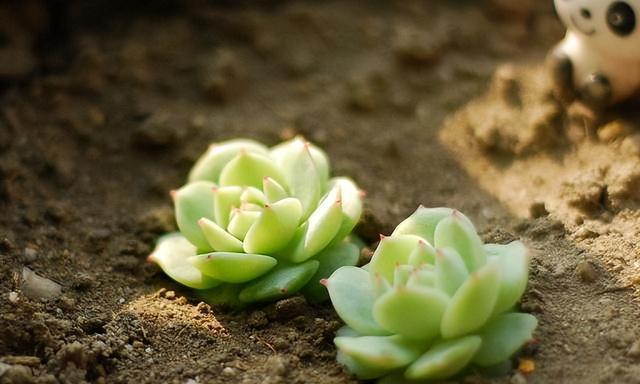 多肉植物刚种植后需要立即浇水吗？多久浇一次合适？