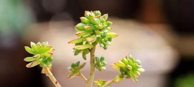 多肉植物刚种植后需要立即浇水吗？多久浇一次合适？