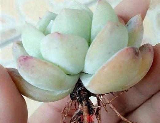 多肉根修剪技巧有哪些？如何修剪才能更美观？