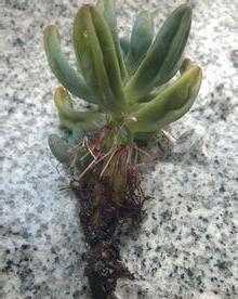多肉根修剪技巧有哪些？如何修剪才能更美观？