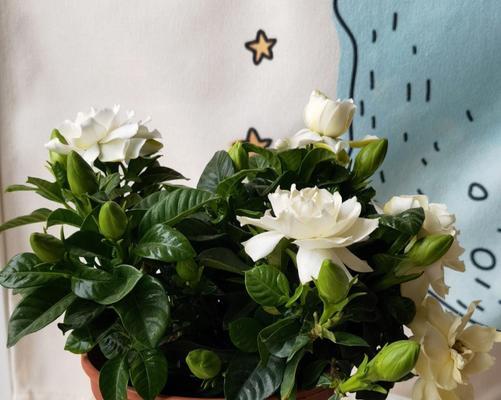 栀子花语代表什么意思？如何理解栀子花的象征意义？
