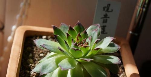 多肉观音莲最大能长到多大？养护技巧有哪些？