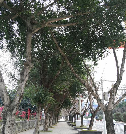 榕树的花语是什么？榕树在文化中有哪些寓意？