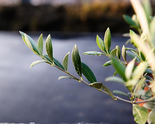 橄榄花代表什么？橄榄花的象征意义有哪些常见问题？
