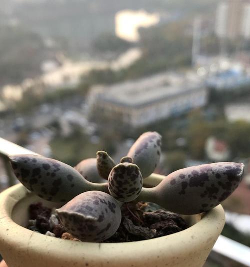 多肉海豹怎么养？养殖过程中应注意哪些问题？