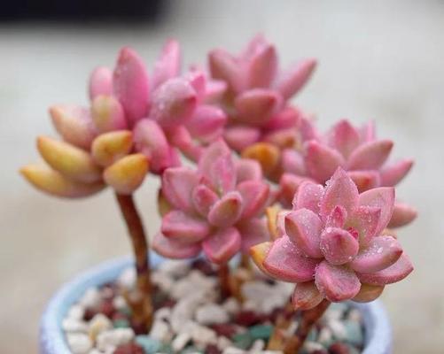 多肉植物好养吗？如何在家中轻松养护多肉？