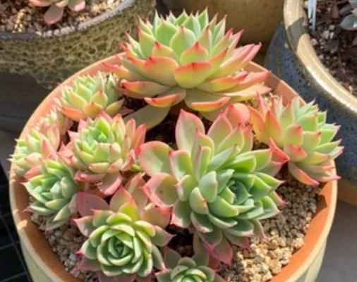 多肉植物好养吗？如何在家中轻松养护多肉？