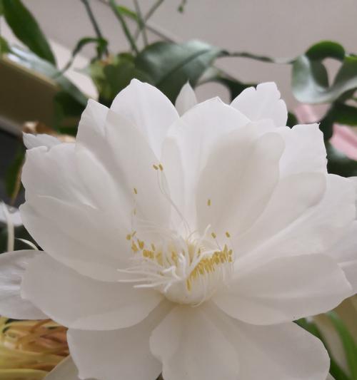昙花的花语是什么？昙花象征着什么意义？