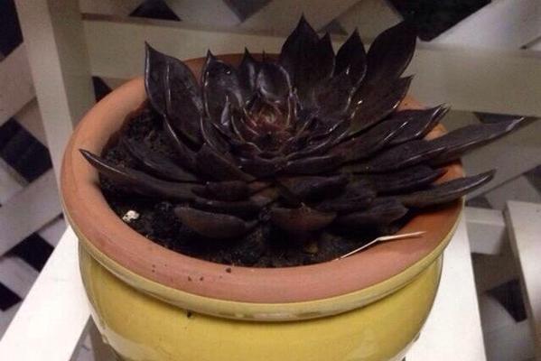 多肉黑王子开花后怎么处理？开花后需要做哪些养护措施？