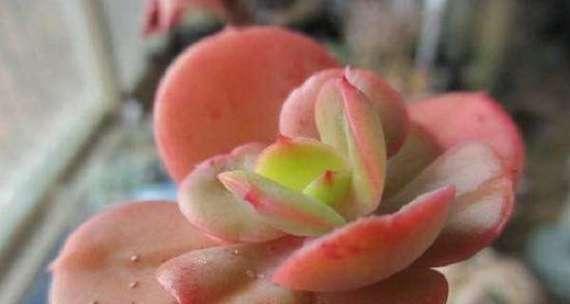 多肉红梅好养吗？养殖方法和养护要点是什么？