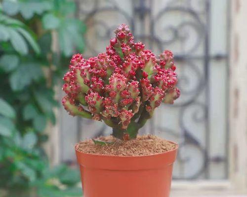 麒麟掌的花语是什么？它的寓意有哪些常见问题解答？