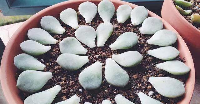 多肉花播种的最佳时机是什么时候？播种方法有哪些？