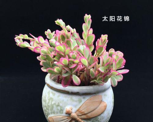 多肉植物需要多少阳光？如何判断光照是否充足？