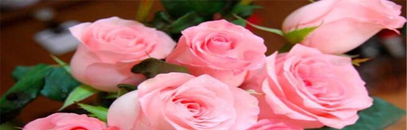 11朵玫瑰花的花语是什么？为什么选择11朵玫瑰？