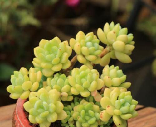 多肉植物怎么养长得好？多肉花的养殖方法有哪些？