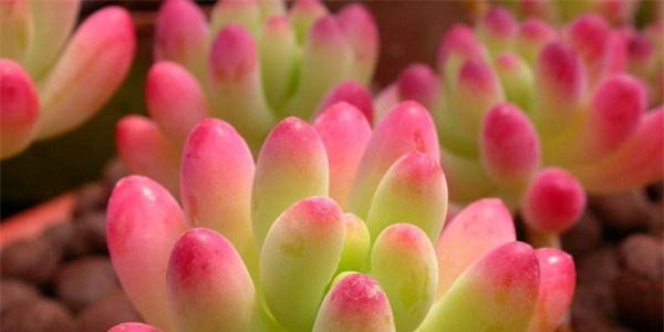 多肉植物怎么养长得好？多肉花的养殖方法有哪些？