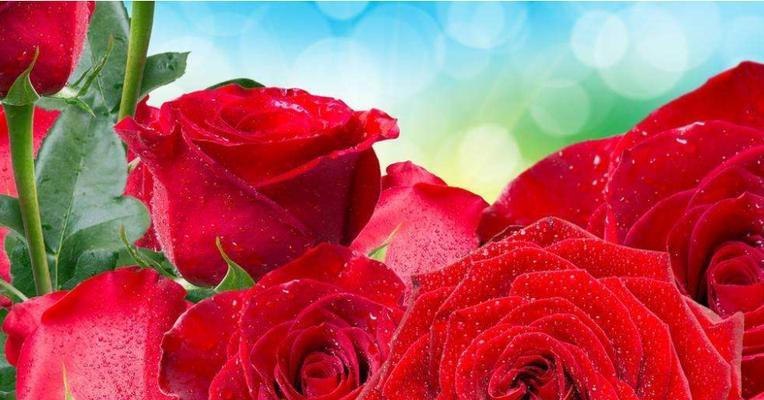 12朵红玫瑰的花语是什么？送花时应该注意什么？