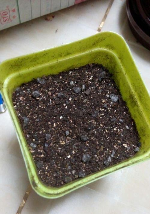 多肉花种子种植方法是什么？如何确保种子发芽率高？
