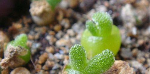 多肉花种子种植方法是什么？如何确保种子发芽率高？