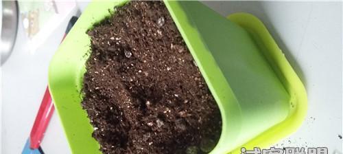 多肉花种子种植方法是什么？如何确保种子发芽率高？