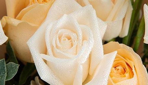 12朵玫瑰花的花语是什么？送花时需要注意什么？