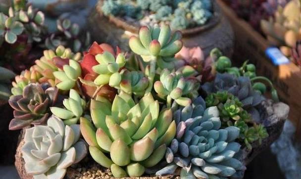 多肉植物换盆后需要浇水吗？上盆后正确的浇水方法是什么？