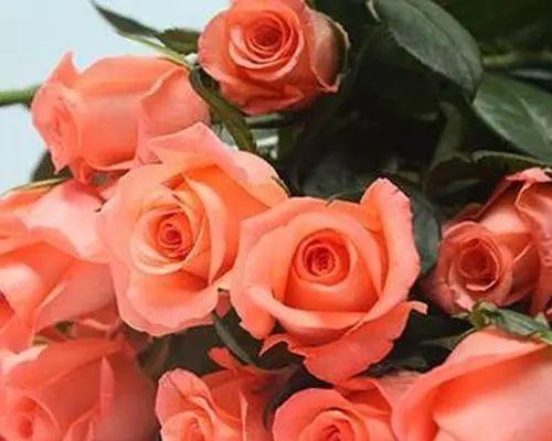 13朵玫瑰的花语含义是什么？如何正确表达爱意？