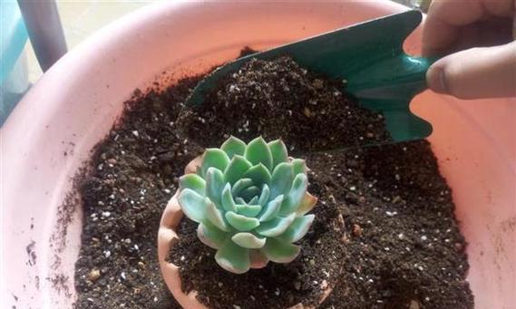 多肉植物换土指南：步骤与注意事项是什么？