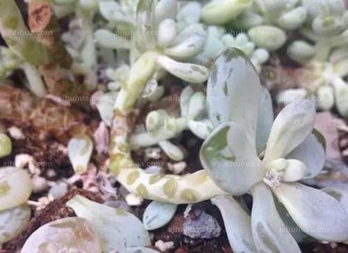 多肉植物换土指南：步骤与注意事项是什么？