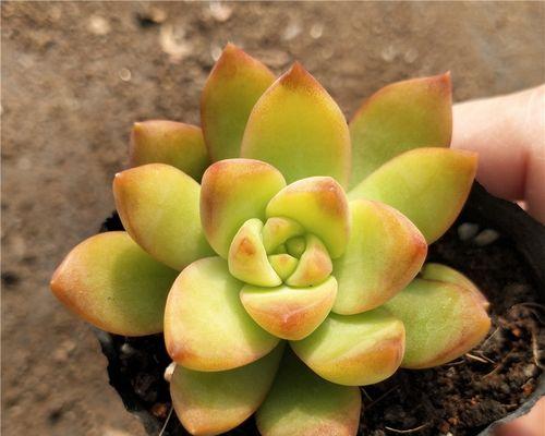 多肉黄丽养护技巧有哪些？如何保持其美观？
