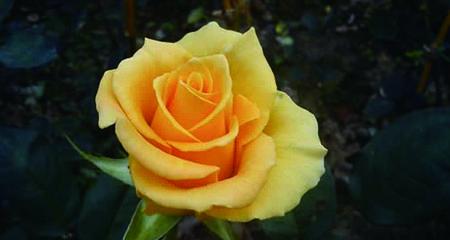 16朵黄玫瑰的花语是什么？送花时需要注意什么？