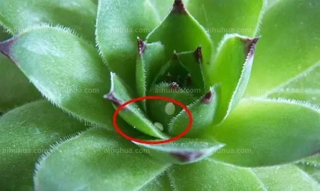多肉植物叶片发黄怎么办？找出原因并解决多肉黄叶问题？