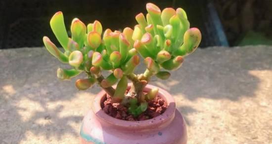 多肉植物叶片发黄怎么办？找出原因并解决多肉黄叶问题？