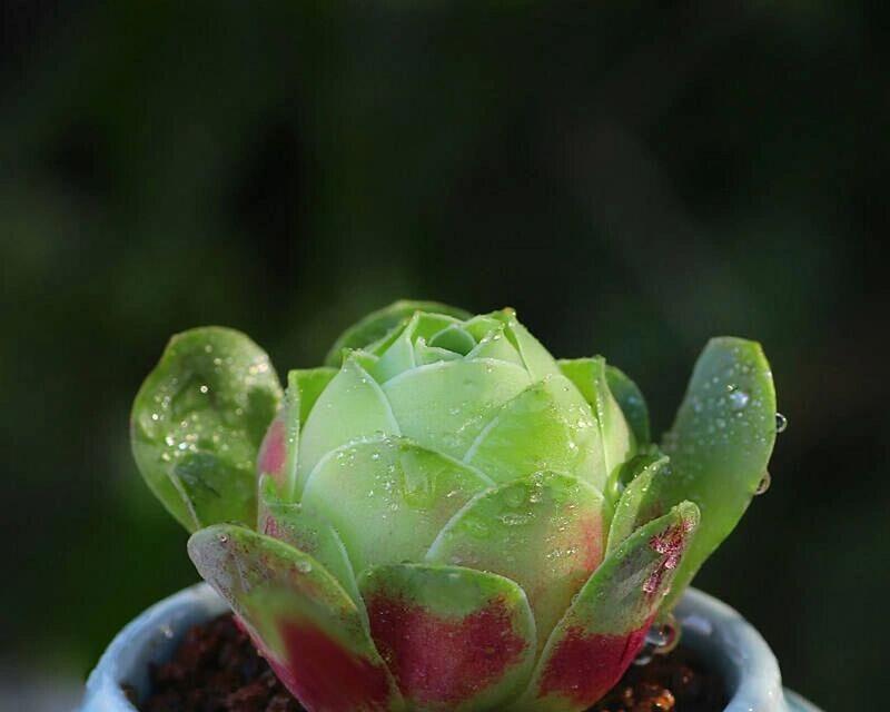 多肉植物叶片发黄怎么办？找出原因并解决多肉黄叶问题？
