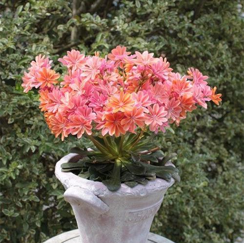 多肉植物会开花吗？它们的花色和形态是什么样的？