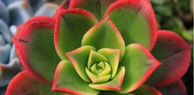 多肉植物会开花吗？它们的花色和形态是什么样的？